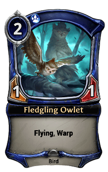Fledgling Owlet
